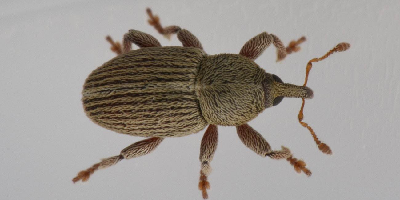 Curculionidae: Tychius aureolus? No, Tychius stephensi, maschio